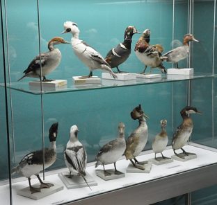 Oiseaux naturalisés dans une vitrine