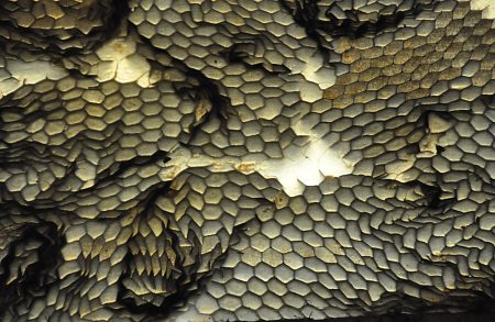 Magnifique «peau de serpent» dans le mur de lumière. Magnifique «peau de serpent» dans le mur de lumière.
