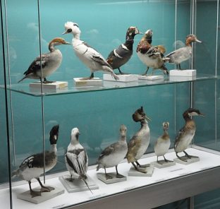 Oiseaux naturalisés dans une vitrine Oiseaux naturalisés dans une vitrine